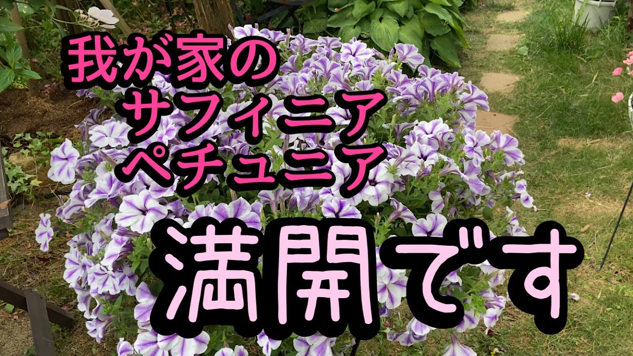 【ようやく満開のお花】あふれ咲ペチュニア、お庭の模様替え