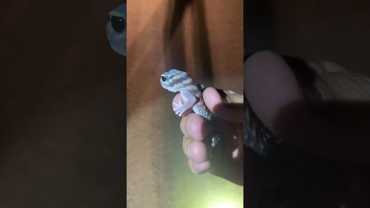 Starred knob tailed gecko moved off the road 