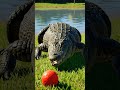 crocodile