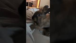 Adorable Rabbit Makes Scratching Sounds On Sheets