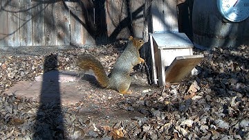 Reolink Captures: Squirrel Feed