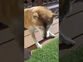 起こされた柴犬が大激怒!