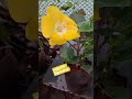 மஞ்சள்  தேவதை