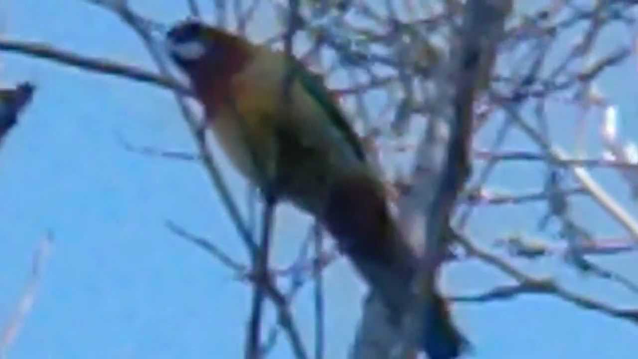 Eastern Rosella 14 September 2012 sounds 