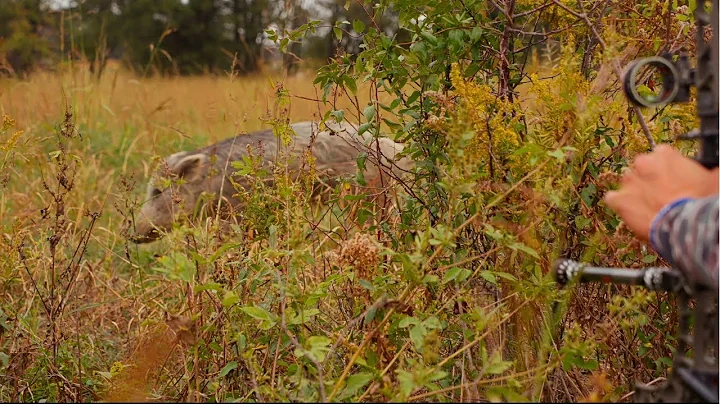 INSANE 5 Yard Shot!! - Bowhunting Wild Hogs in Texas!