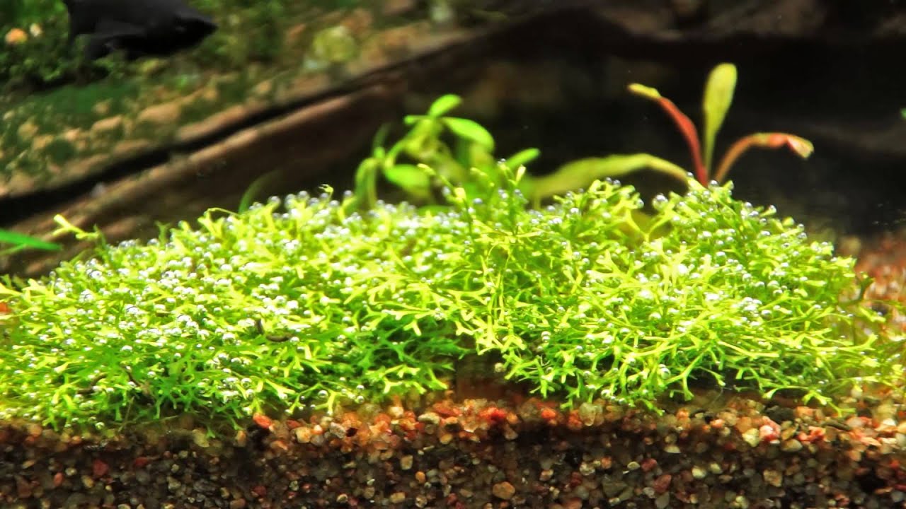 рецепт браги co2 для аквариума рецепт браги co2 для аквариума