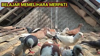 SEQUENCE OF CARING FOR PIGEONS FROM BUYING THEM UNTIL THEY CAN PLAY WITH THEM (FOR BEGINNERS)