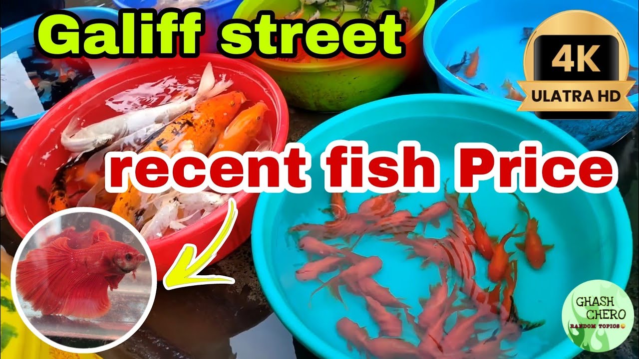 Galiff Street Fish Market Kolkata Recent Aquarium Fish Price Update Cheap Fish Price Ghash