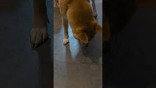 # Shiba inu #gummifisch