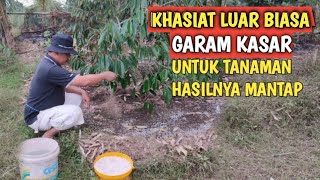 KHASIAT LUAR BIASA GARAM KASAR UNTUK POHON DURIAN - LANGKAH PASTI