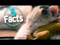 Top 5 Fascinating Facts about Sleep