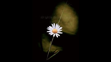 وَضَرَبَ اللَّهُ مَثَلًا قَرْيَةً كَانَتْ آمِنَةً مُطْمَئِنَّةً - القارئ عبدالرحمن مسعد