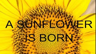 A Sunflower is Born screenshot 2