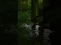 日本の夏の終わりを感じてください