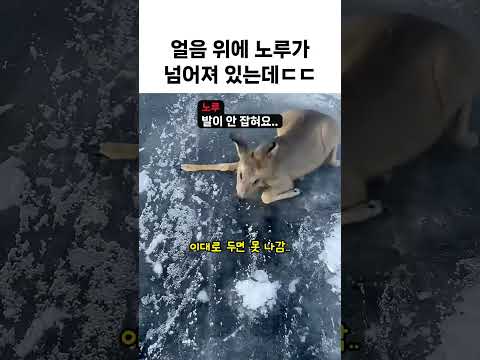 바이칼 얼음에서 못 일어나는 노루를 만나면ㄷㄷ thumbnail