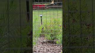 Bluebirds Eating Blueberries π«