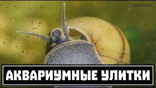 Аквариумные улитки. Большой обзор основных видов. Часть 2 из 2. // Clever Cricket