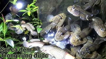 Soi Cá Thòi Lòi Về Đêm Trong Rừng Đước Lâu Năm /Đạt Nguyễn Cần Giờ