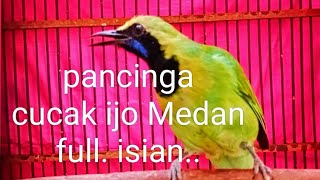 PANCINGAN CUCAK IJO MEDAN !! sekali putar lawan emosi..