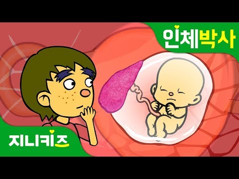 배꼽으로 먹는 밥 | 탯줄로 영양분을 먹는 태아 | 인체박사★지니키즈