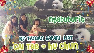 Ngabuburitnya ke Taman Safari liat Panda Cai Tao & Hu Chun