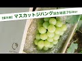 マスカットジパング誕生秘話 フルバージョン