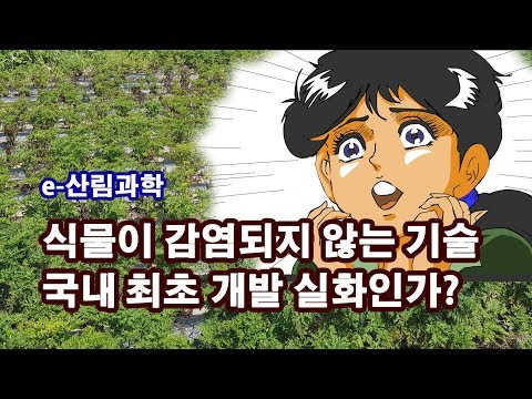 [e산림과학]약용자원연구소, 천궁의 무병묘 생산 최초 성공