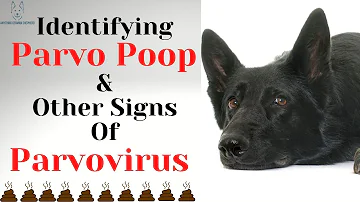 Jaké jsou 2 příznaky psího parvoviru?