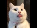 Best Funny Cat Videos Of This Week 😸 | Funny Cat Moments | International Cat