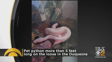 Pet python missing in Duquesne