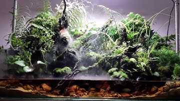 Green Jungle -  Bể bán cạn rừng nhiệt đới