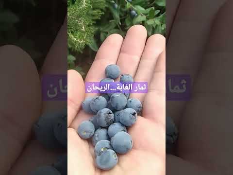 ثمار الغاية الريحان الشلمون