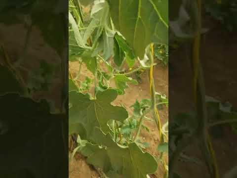 حشرة الذبابة البيضاء على الشمام في البيوت المحمية       