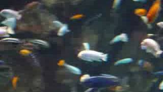 fish in the water