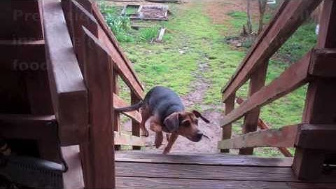 Examples of the Four Procedures of Operant Learning