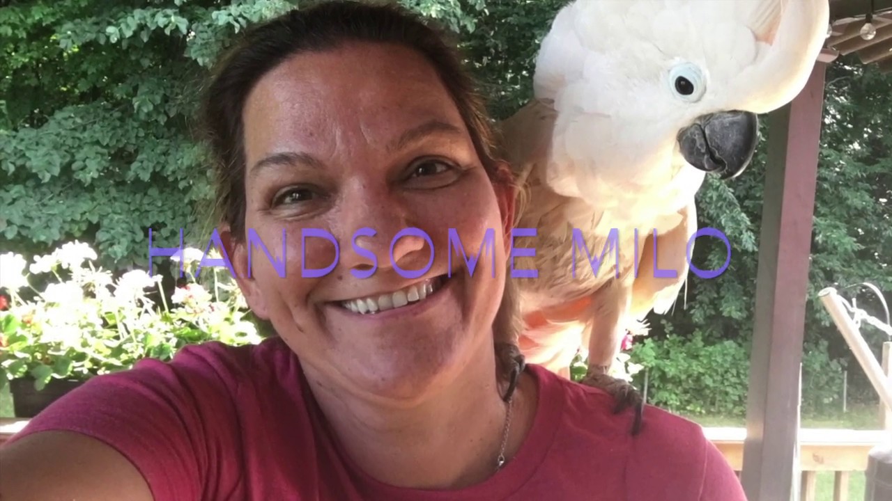 #4 What does the daily routine with a parrot look like? - YouTube - Parrotlet Adapting To New Daily Routine
