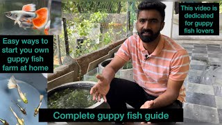 Easy ways to start a beautiful guppy fish farm at home !! A complete guide for guppy fish lovers !!