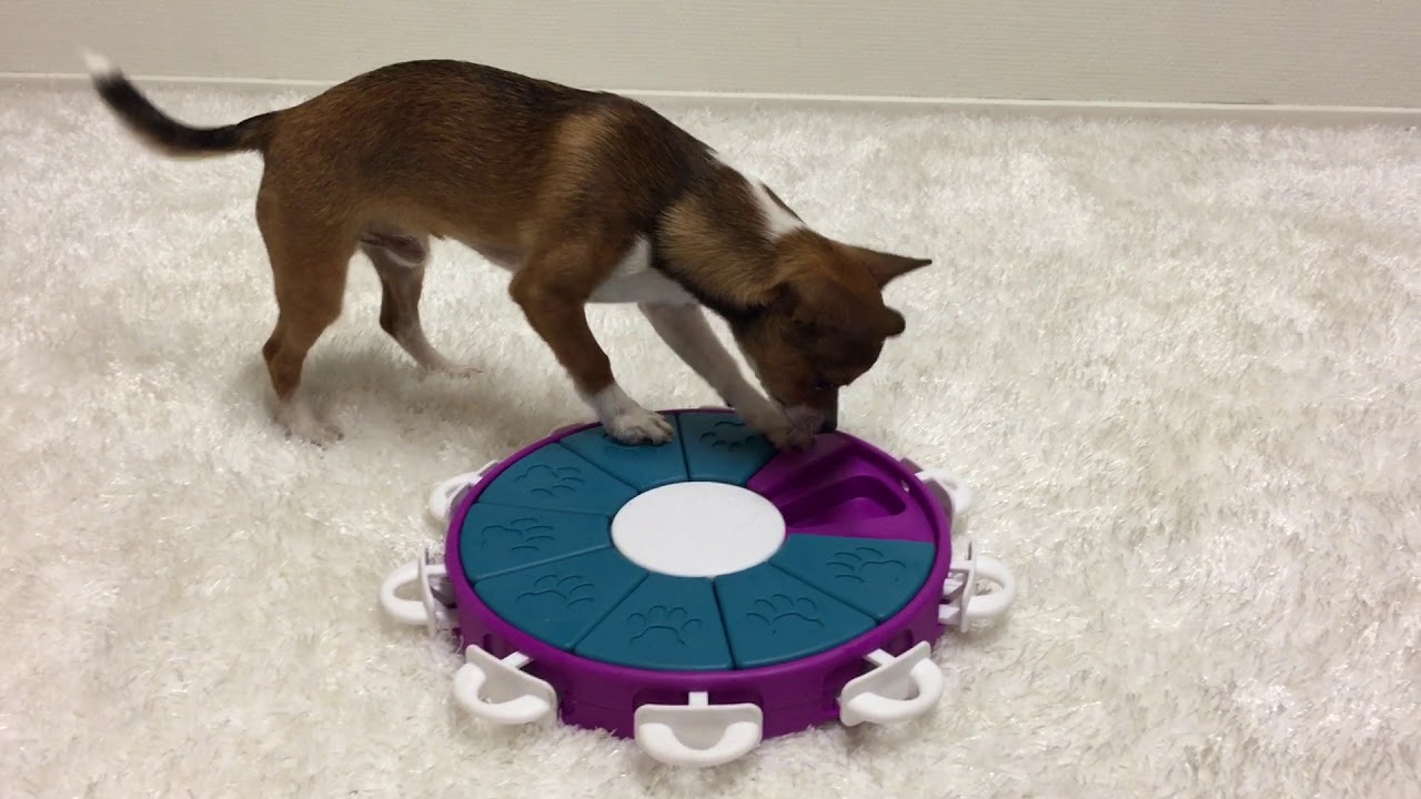 Dog Activity Game Twister