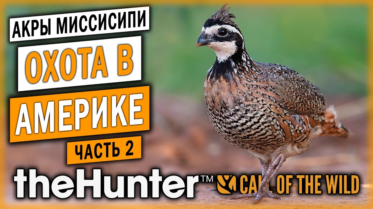 theHunter Call of the Wild 🐊 | ОХОТА НА КУРОПАТОК | Новый Заказник 