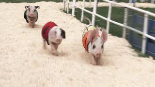 Wilson County, Tennessee Fair 2019