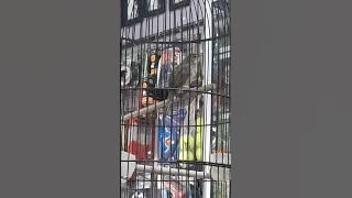 cigun bren tanpa henti bosku😊😁