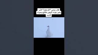 حيوان اول مره هتشوفه وتسمع صوته