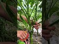 Harvesting fresh green okra pods directly from the stalk using sharp garden pruning shears