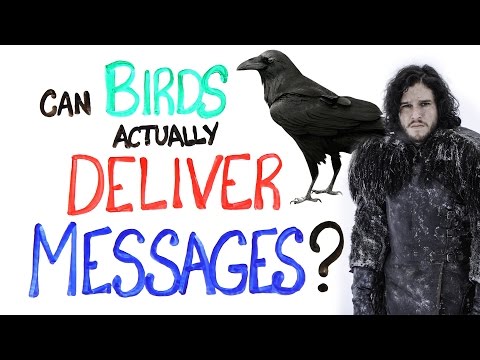 Can Birds Actually Deliver Messages?