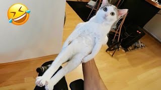 Funny Animal Videos 2024 😇 - Best Dogs And Cats 🤣