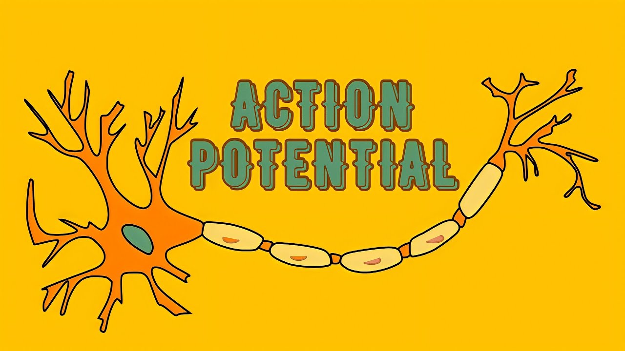 ACTION POTENTIAL | Make it easy - YouTube