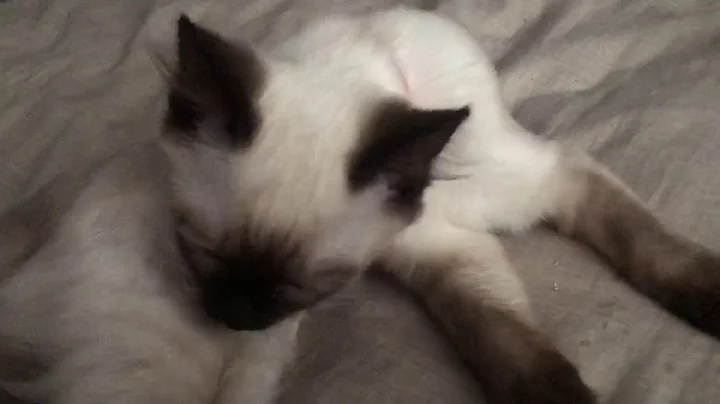 Video 11836831: siamese kitten