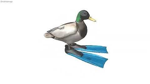 Duck Spinning to Geometry Dash Practice Mode Song