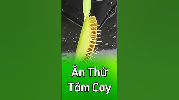 🥵 Lần đầu tiên ăn tăm cay và cái kết cực đắng của cây bẫy kẹp 🤣  #câybẫykẹp  #câybắtmồi