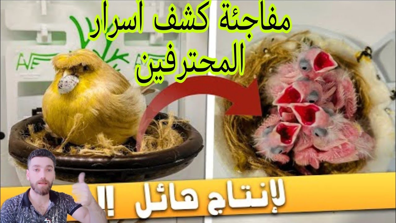 من بيض فارغ وعدم الإنتاج الى بيض مخصب وإنتاج هائل من طيور الكناري والحسون كشف أسرار المحترفين